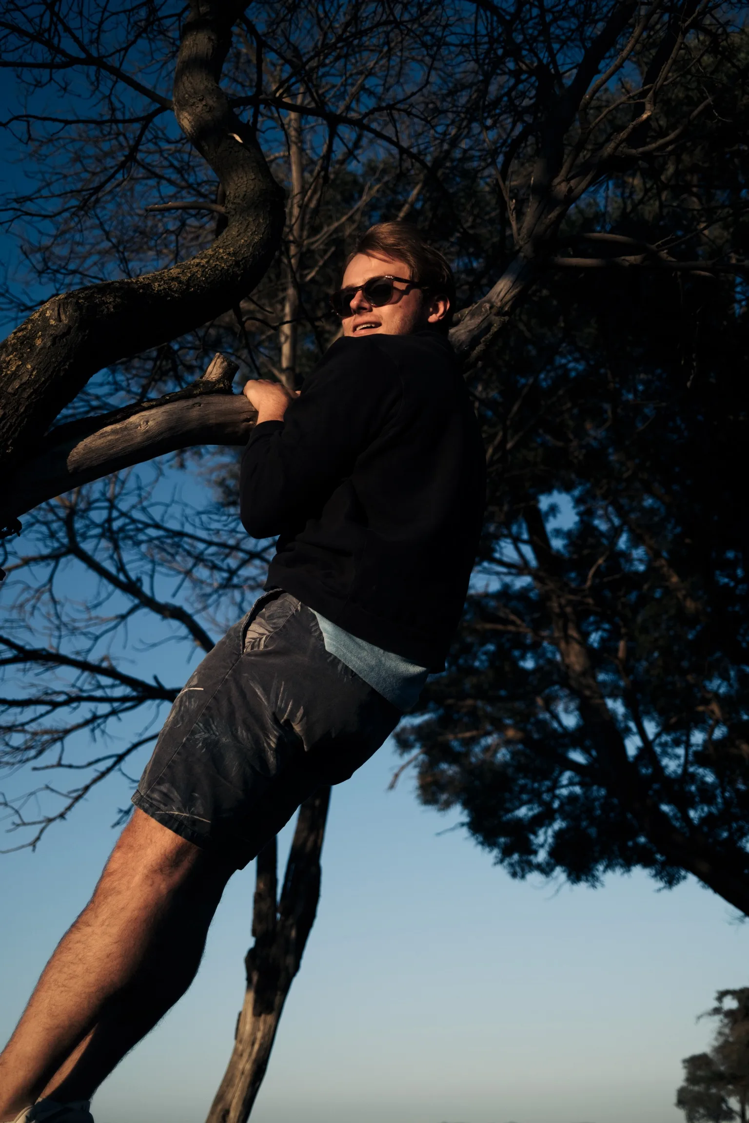 Seb up a bare tree at golden hour, looking back down.